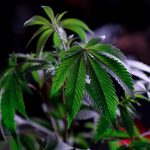 Приобретение семян марихуаны в Москве с доставкой image_144.jpg