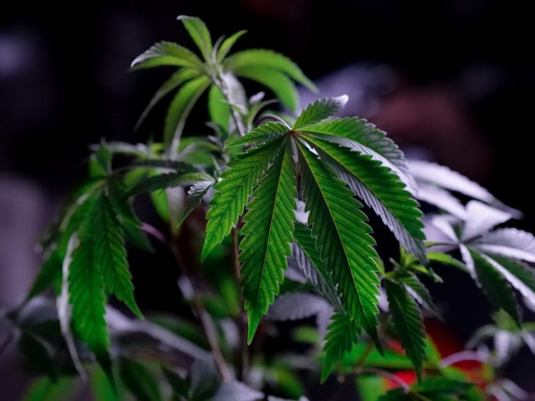 Приобретение семян марихуаны в Москве с доставкой