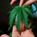 Особенности автоцветущих семян каннабиса и их преимущества image_145.jpg