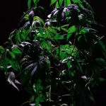 Семена конопли полезные свойства и включение в рацион image_147.jpg