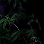 Отвар из семян конопли полезные свойства и применение image_160.jpg