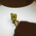 Коноплеводство в Калининграде image_189.jpg