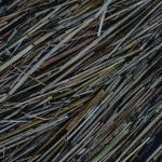 Семена конопли Early Skunk feminised от Ganja Seeds image_200.jpg