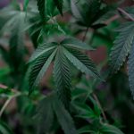 Элитные семена марихуаны и особенности их выращивания image_203.jpg