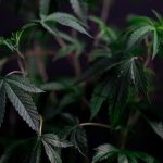 Выращивание конопли и особенности посева семян image_232.jpg