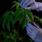 Семена конопли Auto White Russian feminised от Ganja Seeds image_235.jpg