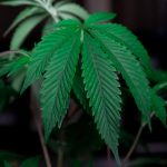 Посадка семян марихуаны и особенности проращивания image_241.jpg