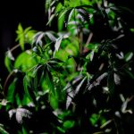 Преимущества и применение цельных семян конопли image_262.jpg