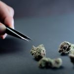 Семена конопли Auto Namor feminised от GanjaVIP Seeds image_268.jpg