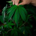 Семена конопли полезные свойства и применение image_27.jpg