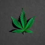 Семена конопли Auto Vip MIX feminised от компании VIP Seeds image_270.jpg