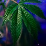 Сколько дней прорастают семена конопли image_272.jpg