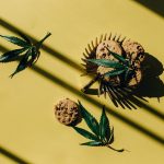 Использование семян конопли в прикормке для рыбалки image_282.jpg