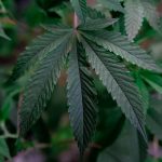 Урбеч из семян конопли полезные свойства и применение image_286.jpg