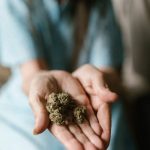 Выращивание конопли на семена image_297.jpg