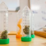 Где найти семена конопли image_328.jpg