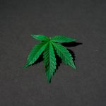 Семена и гибриды конопли: новые возможности и перспективы image_364.jpg