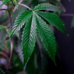 Сорт конопли Silver Haze feminised от производителя Ganja Seeds image_374.jpg