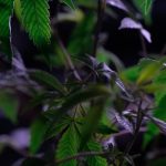 Семена конопли как эффективная приманка для рыбалки image_375.jpg