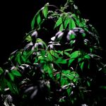 Приобретение семян марихуаны в Москве и их доставка курьером image_408.jpg