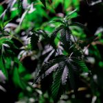 Преимущества и особенности покупки и выращивания семян конопли из Голландии image_455.jpg