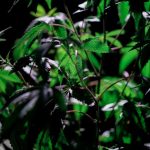 Выращивание конопли в Иркутске где купить семена конопли image_458.jpg