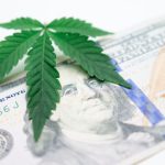 Посадка семян конопли основные принципы и секреты успеха image_462.jpg