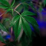 Полезные свойства и применение семян конопли image_484.jpg