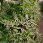 Семена конопли Cannalope Haze feminised от DNA Genetics image_533.jpg