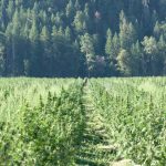 Как правильно поджарить семя конопли image_547.jpg