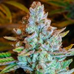 Семена конопли Forest Dream feminised от Dutch Passion Seeds image_558.jpg