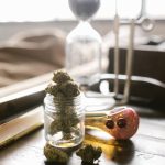 Семена конопли Auto Blueberry feminised от Dutch Passion Seeds image_78.jpg