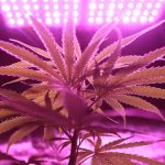 Семена конопли New York City feminised от Pyramid Seeds image_87.jpg