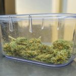 Кормовые семена конопли: преимущества и особенности использования image_93.jpg