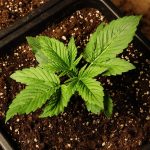 Стоимость семян марихуаны и факторы влияющие на нее images100.jpg