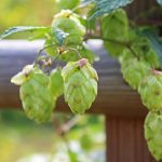 Семена конопли Great White Shark feminised от Green House Seeds images143.jpg