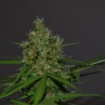 Семена конопли Bubba Kush feminised от Dinafem Seeds images148.jpg