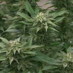 Питательная ценность и применение конопляных семян images149.jpg