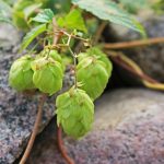 Преимущества и применение семян конопли images156.jpg