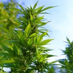 Семена конопли Himalaya Blue Diesel feminised от компании Ganja Seeds images166.jpg