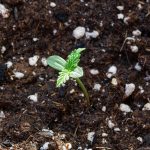 Как приготовить семя конопли и использовать его в кулинарии images184.jpg