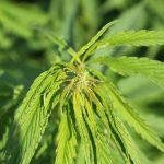 Преимущества и методы культивирования марихуаны без семян images197.jpg