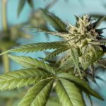 Семена конопли Auto Moby Dick XXL feminised от Dinafem Seeds images199.jpg