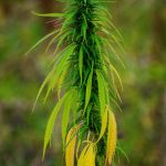 Последствия употребления семян конопли для достижения психоактивного эффекта images216.jpg