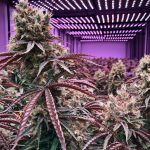 Семена конопли в Ростове-на-Дону свойства и применение images260.jpg