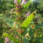 Покупка семян марихуаны через специализированные сайты images267.jpg