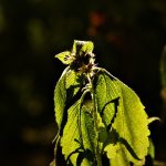 Где достать семена марихуаны images286.jpg