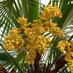 Семена конопли Black Domina x G13 feminised от Ganja Seeds images302.jpg