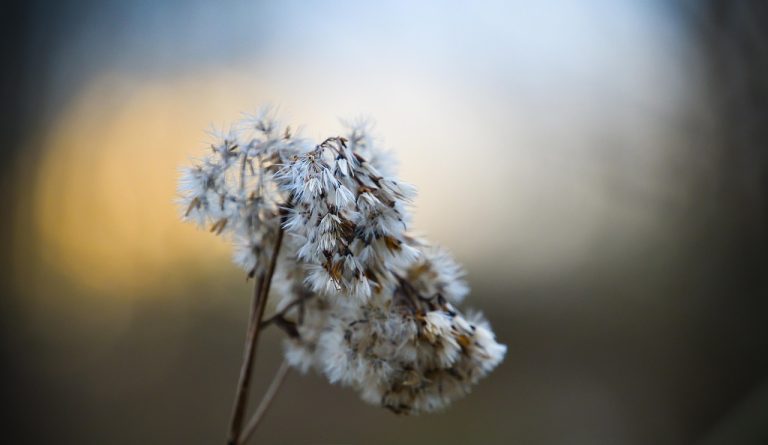 Семена конопли Auto Orange feminised от Ganja Seeds