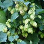 Виды и сорта конопли и их применение images308.jpg